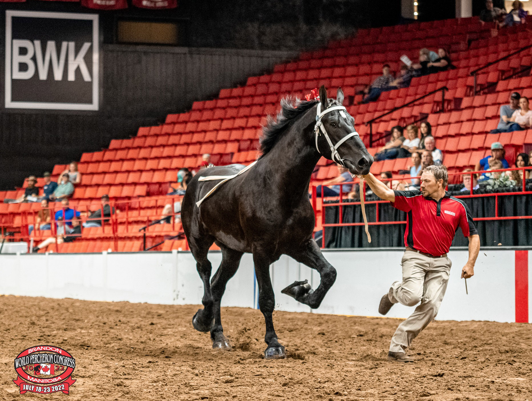 Pharaoh pictured at the World Percheron Congress @Anderson Farms